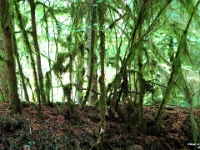 15924CrLe - Cathedral Grove.JPG